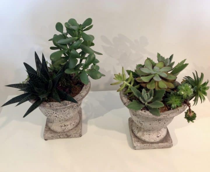 Succulent #3
