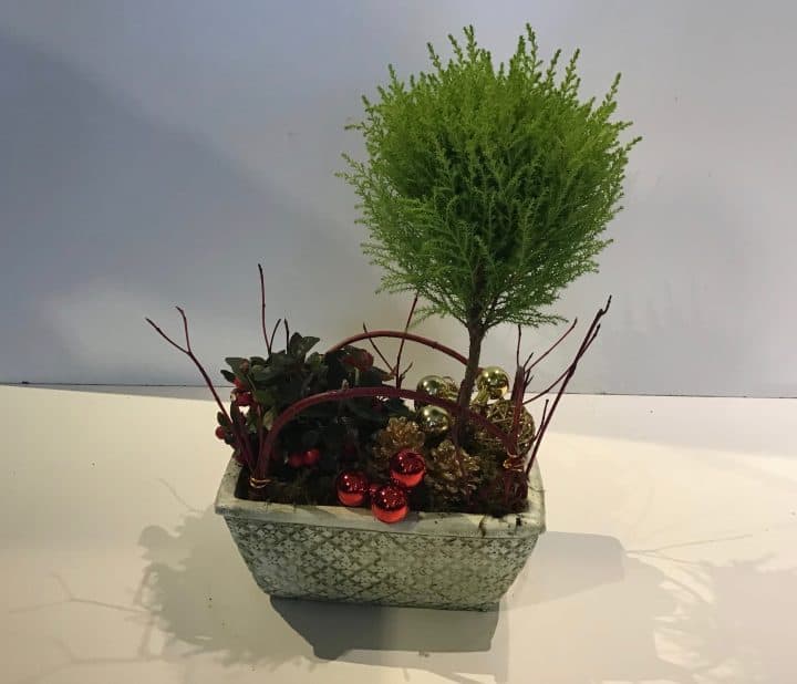 Winter Berry with Lemon Cypress