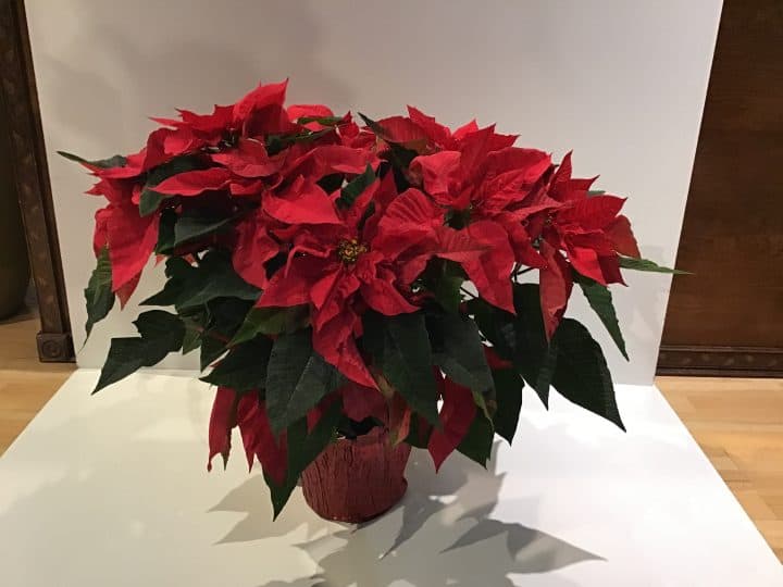 Poinsettia Plant