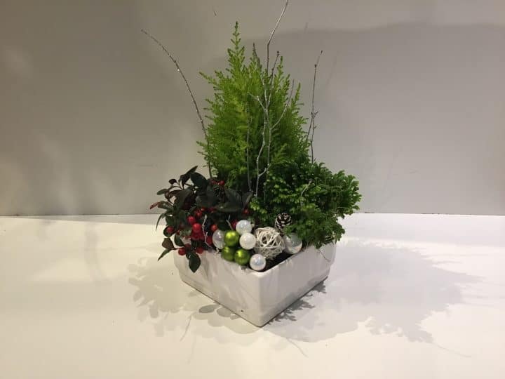 Christmas plants and Dish garden