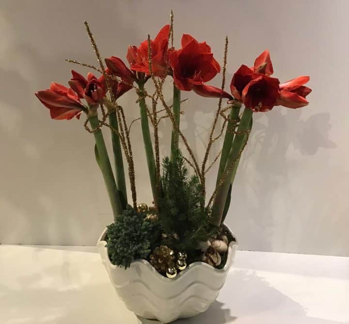 Amaryllis Garden
