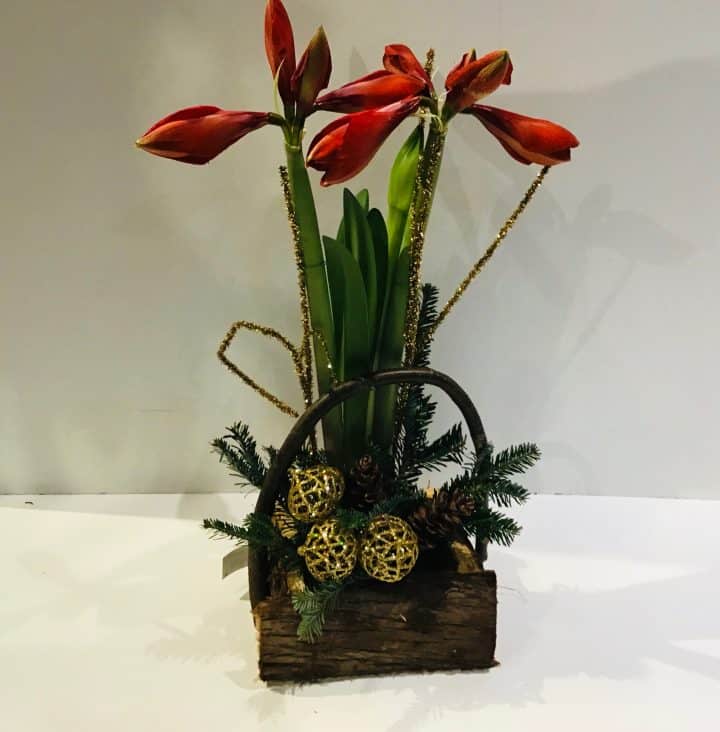 Amaryllis Planter